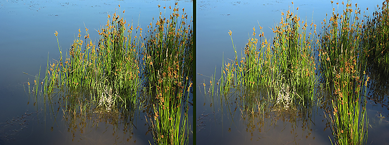 3D Reeds