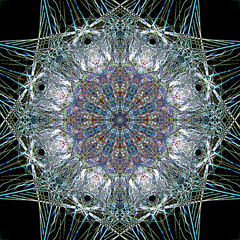 Peacock Feathers   1