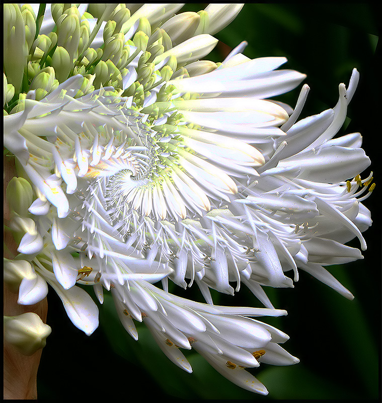 Agapanthus Spiral