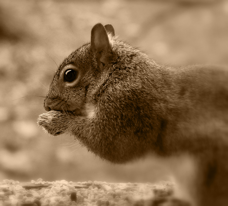 Cynthiann's squirrel