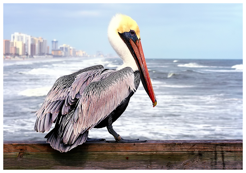 redjulep's Pelican