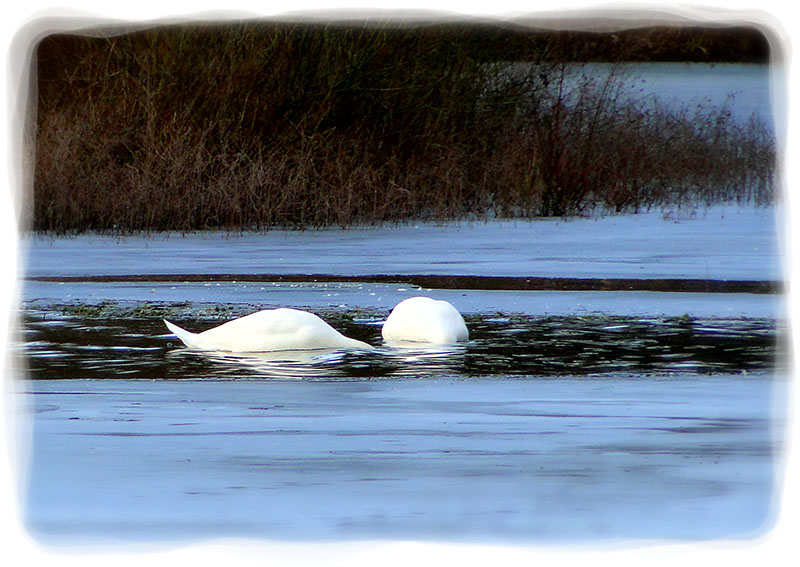 pjotre7's Swans