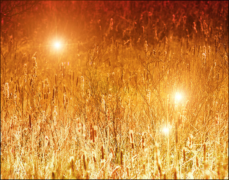 posthumous's weeds