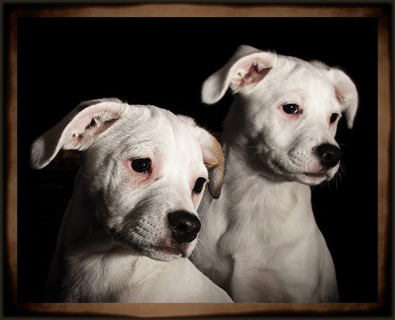 eva2k0's Dogs