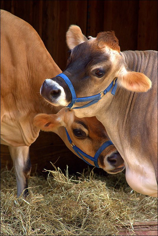 Kelli's Cows