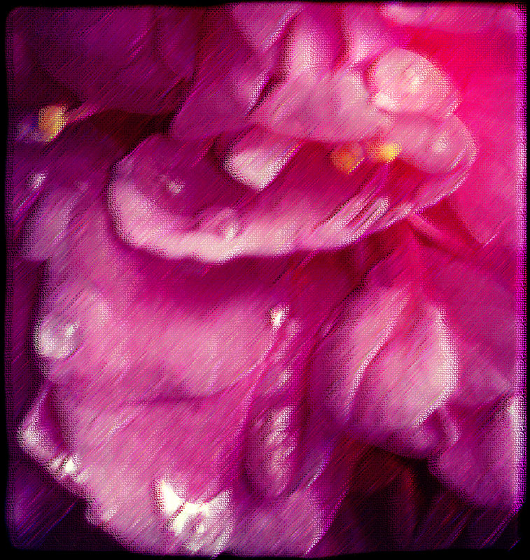 Ja-9's Camellia