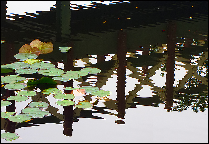 Bridge Reflection With Lily Leaves