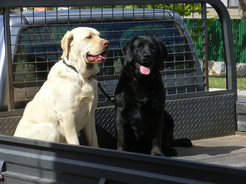 dogs in truck 002