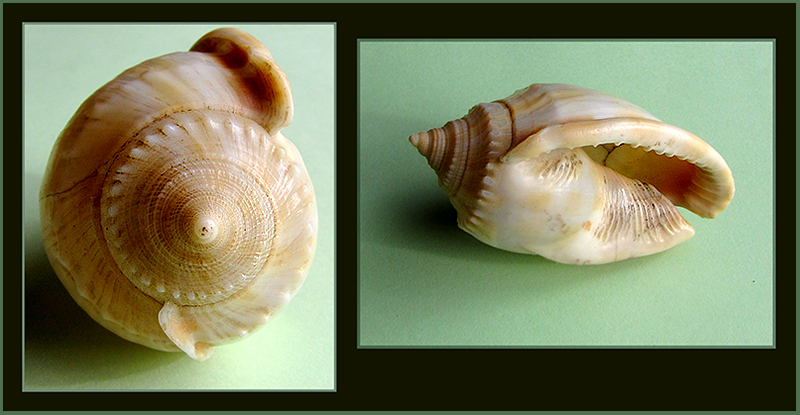 Shell Diptych
