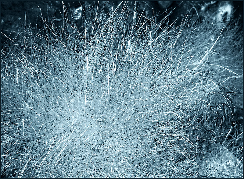 Mould