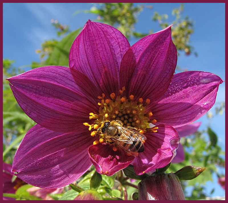 Tree Dahlia With Bee