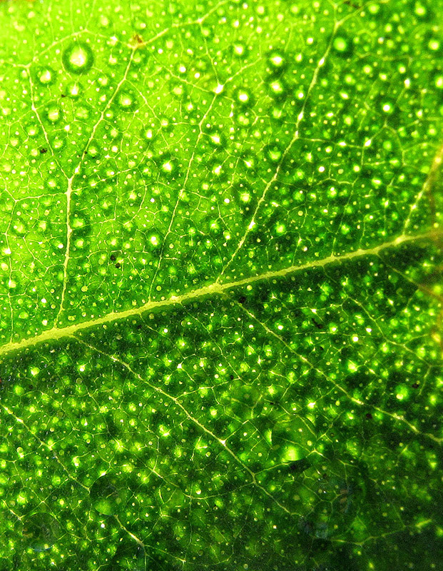 Backlit Leaf