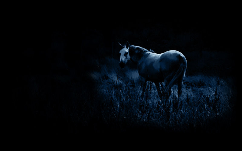 Grey Horse Wallpaper