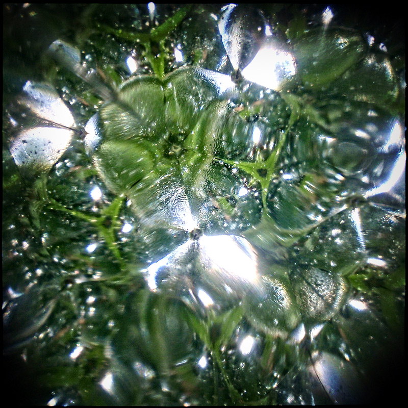 Raindrops in the Grass  #2