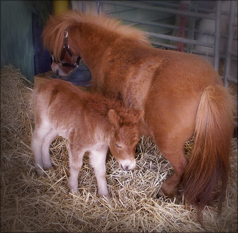 show-day-animal-nursery-013-1