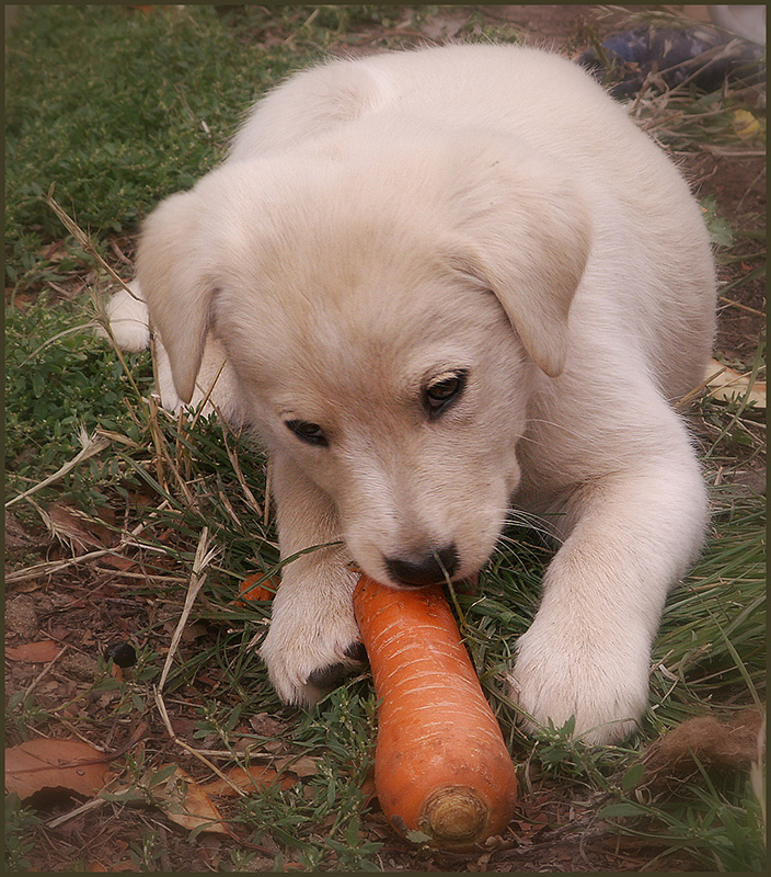 pups-&-carrots-004-1