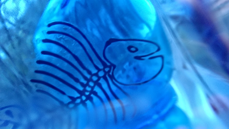 Fish Skeleton