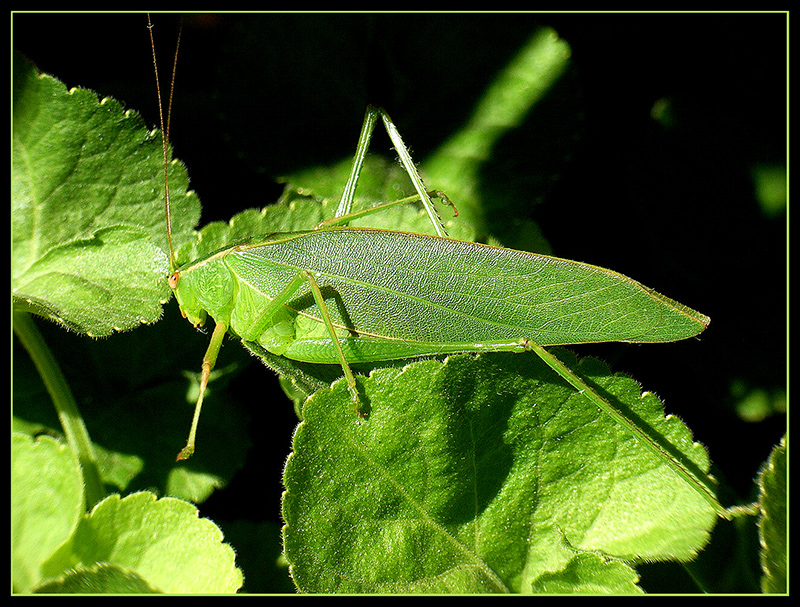 grasshopper-003-dpc