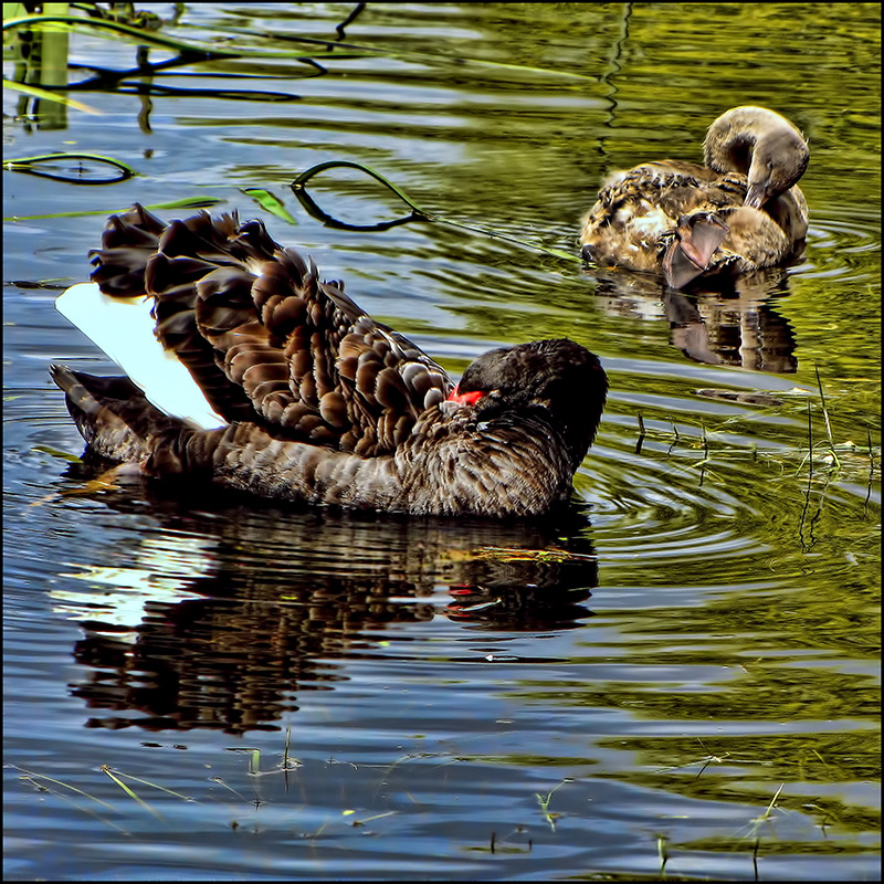 Grooming Lesson