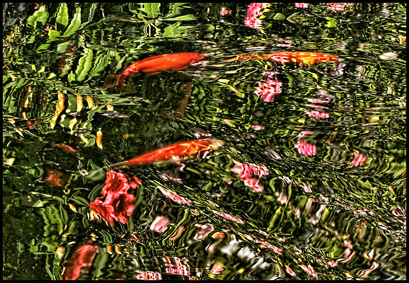 Fish 'n Flowers