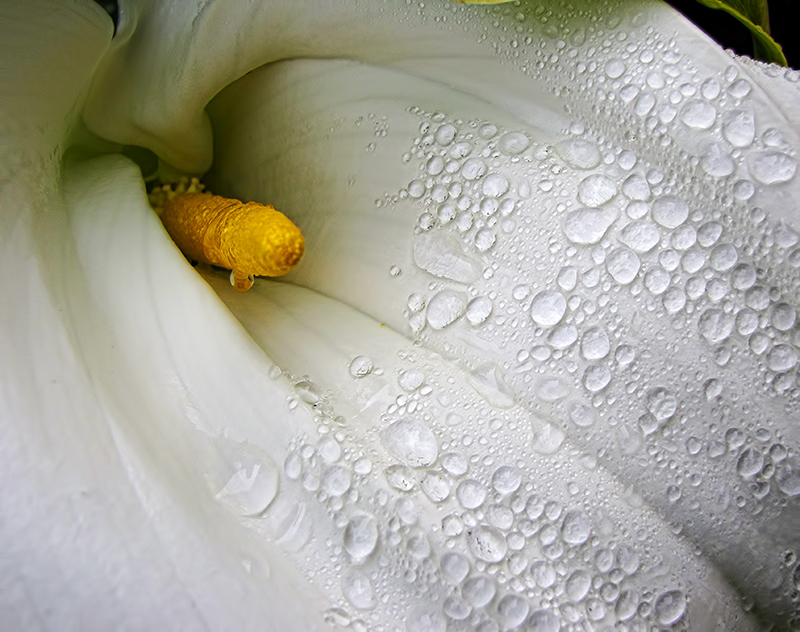 Arum-Lily