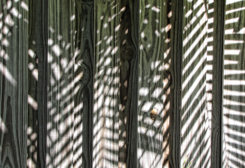 Palings and Shadows