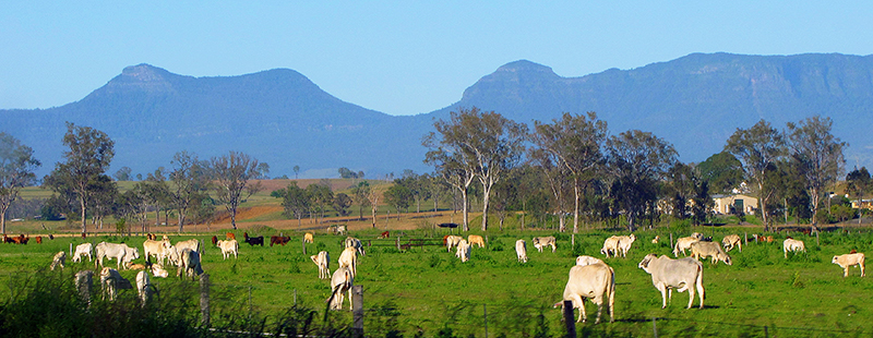 Queensland Cattle