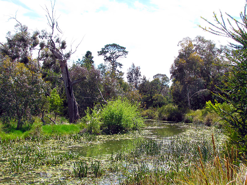 Wetlands #1