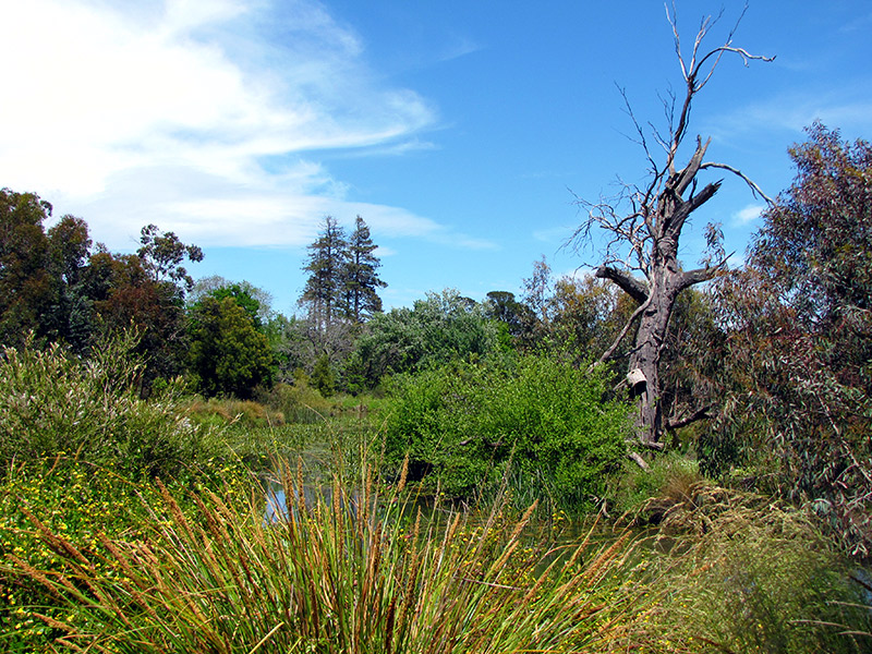 Wetlands #2