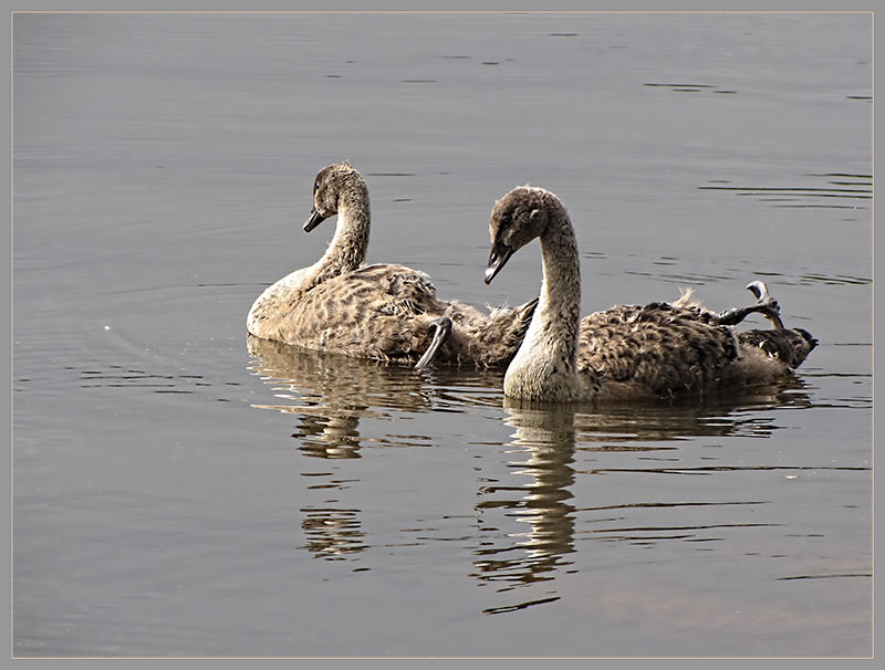 Cygnets