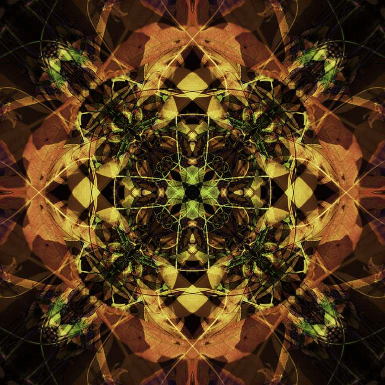 Vine  2