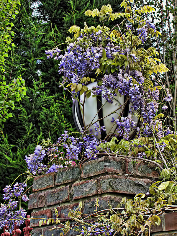 Wisteria