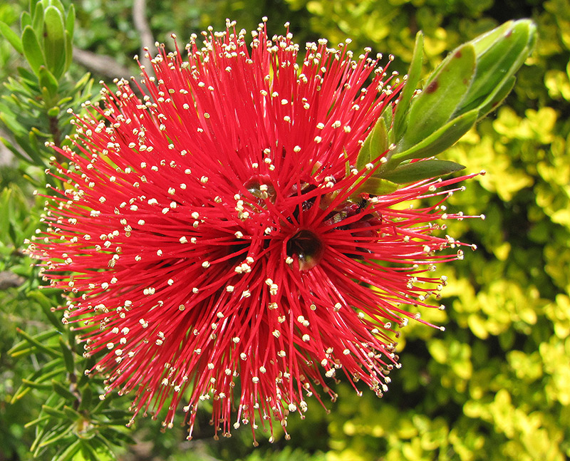 Bottle Brush