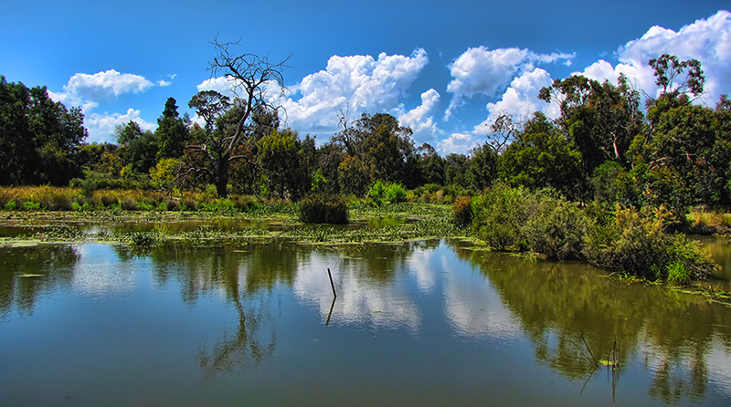 North Gardens Wetlands