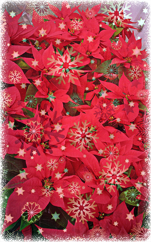 Christmas Poinsettias