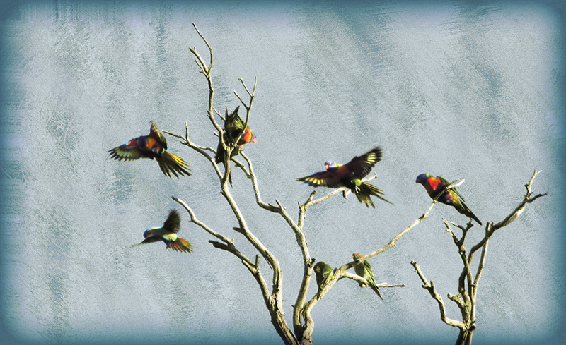 Rainbow Lorikeets