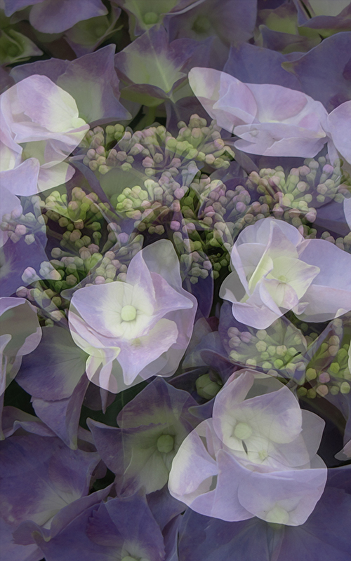 Hydrangeas