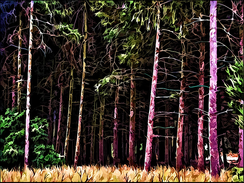 Forest