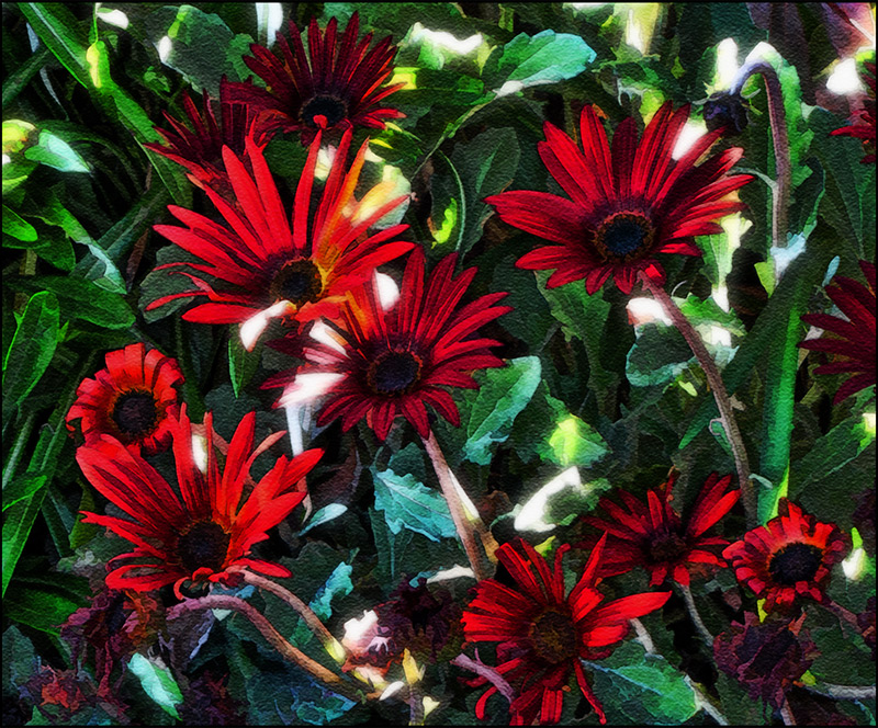 Red Daisies
