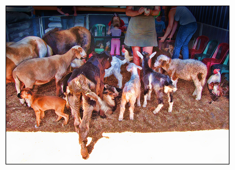 Petstock