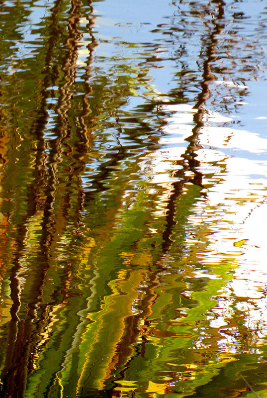 Flax Reflections