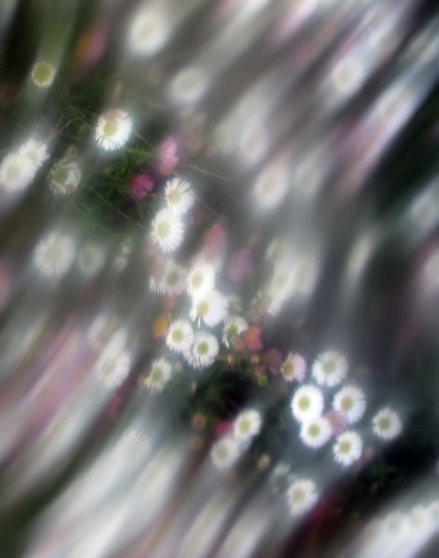 Crazy Daisies