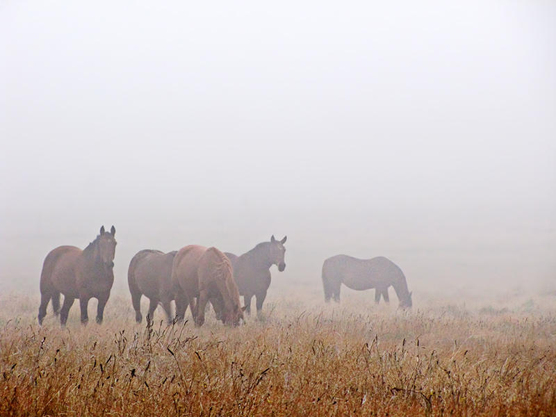 Misty Mares