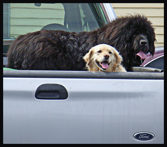 dogs-in-utes-001