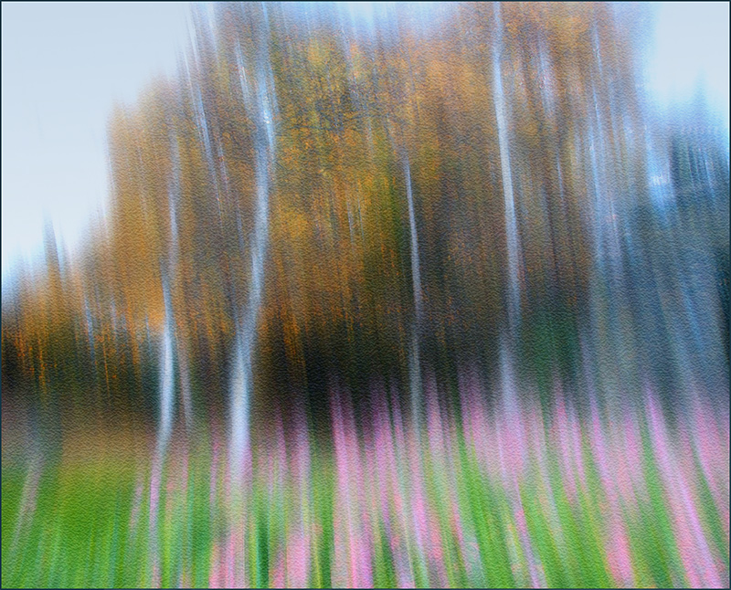 Birches and Penstemons