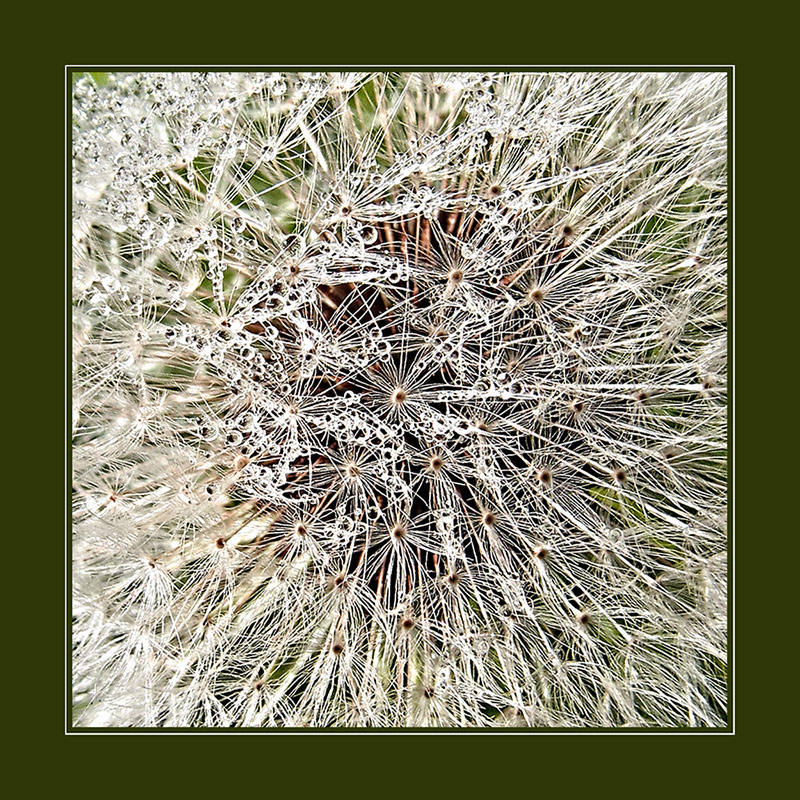 Dewy Dandelion