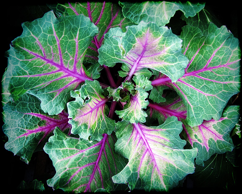 Ornamental Kale