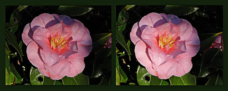 Camellia  - 3D