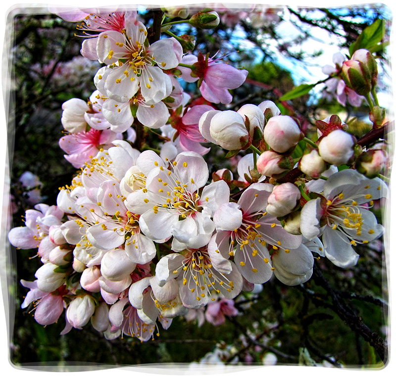 Spring Blossom