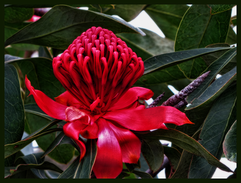 Waratah